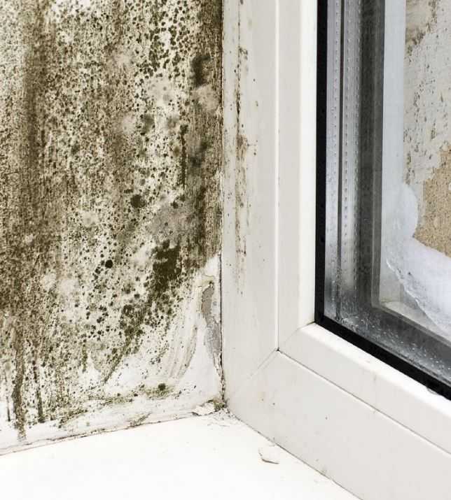 Как избавиться от плесени на окнах и стенах – газета "право"