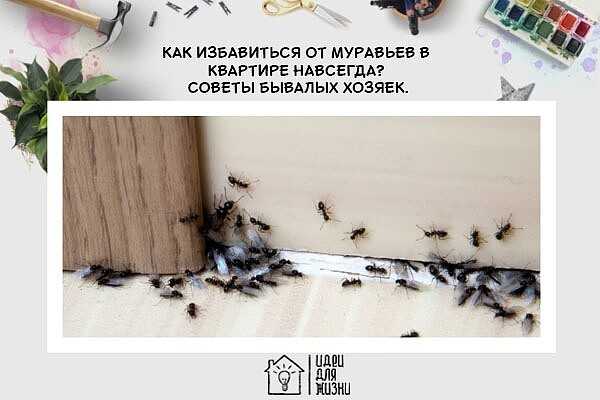Как избавиться от муравьев в квартире или частном доме при помощи народных и покупных средств, какие методы безопасно использовать в домашних условиях русский фермер