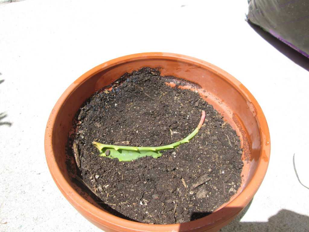 Как правильно посадить отросток алоэ без корня: подготовка ростка и его посадка в горшок, можно ли прорастить через лист и как отсадить в открытый грунт?