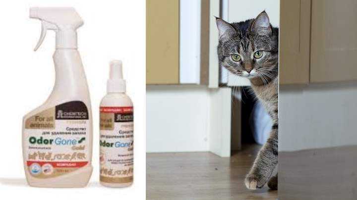 Как избавится от запаха кошачьей мочи домашними средствами