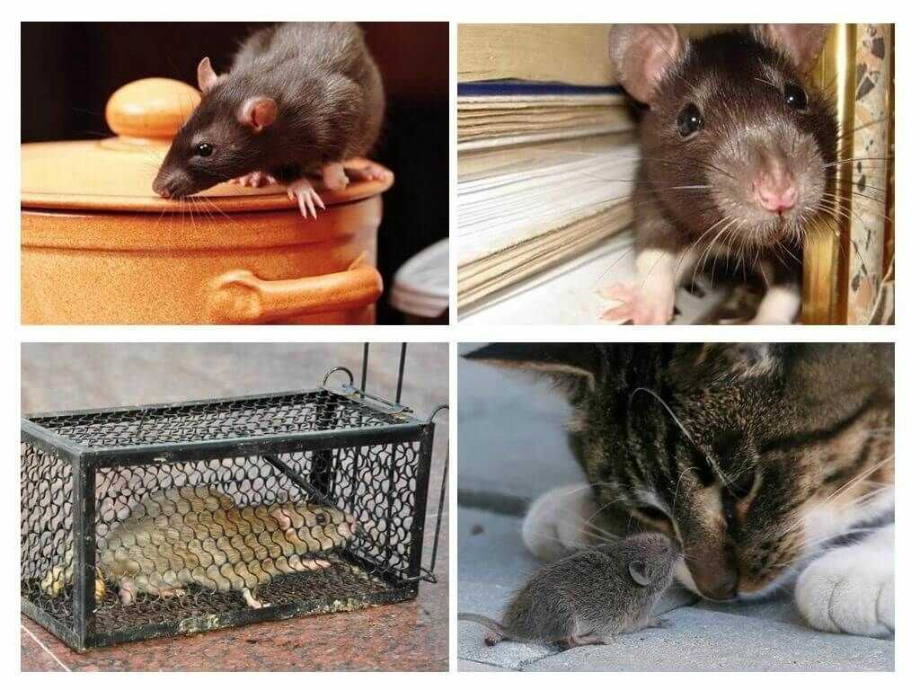 Как избавиться от крыс (методы)