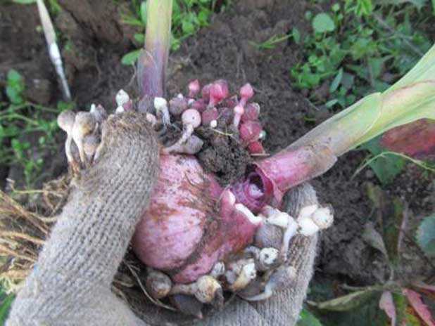 Как хранить гладиолусы и могут ли они цвести весной? на supersadovnik.ru