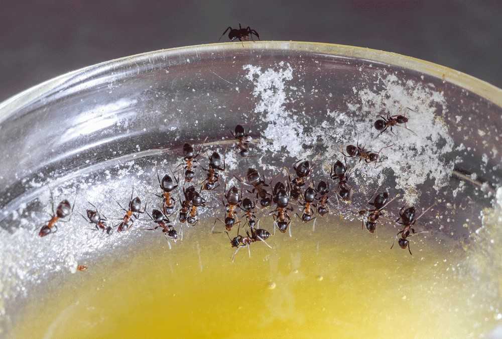 Борная кислота от домашних муравьев