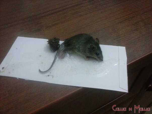 Как избавиться от мышей в доме навсегда народными средствами?