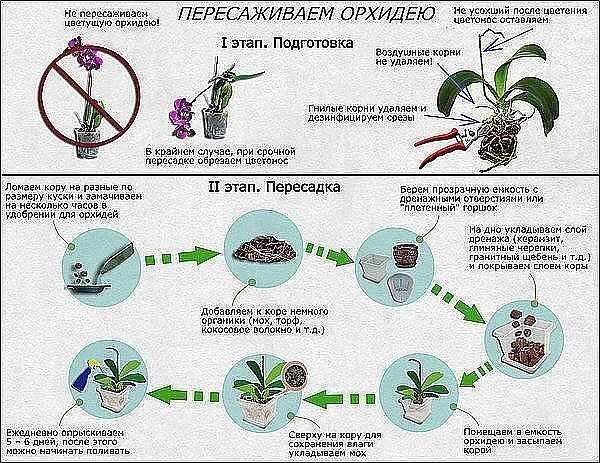 Можно ли пересадить орхидею во время цветения: пошаговая инструкция и особенности пересадки - sadovnikam.ru