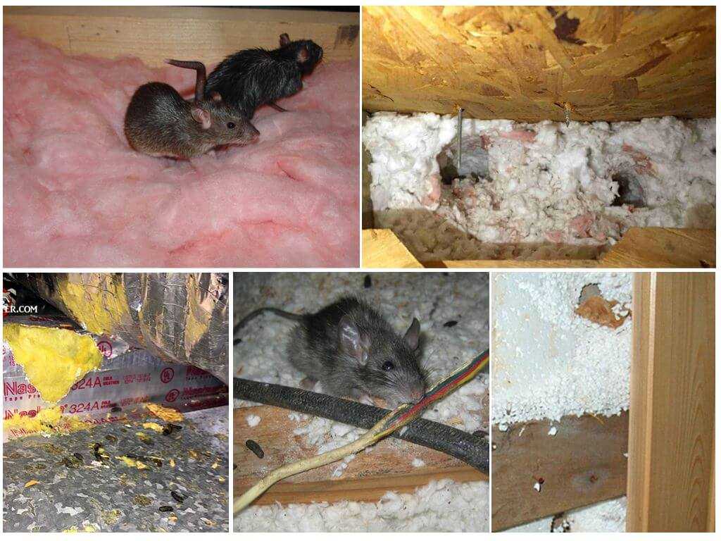 Народные способы травли и отпугивания крыс в частных домах и квартирах. как бороться с крысами в квартире