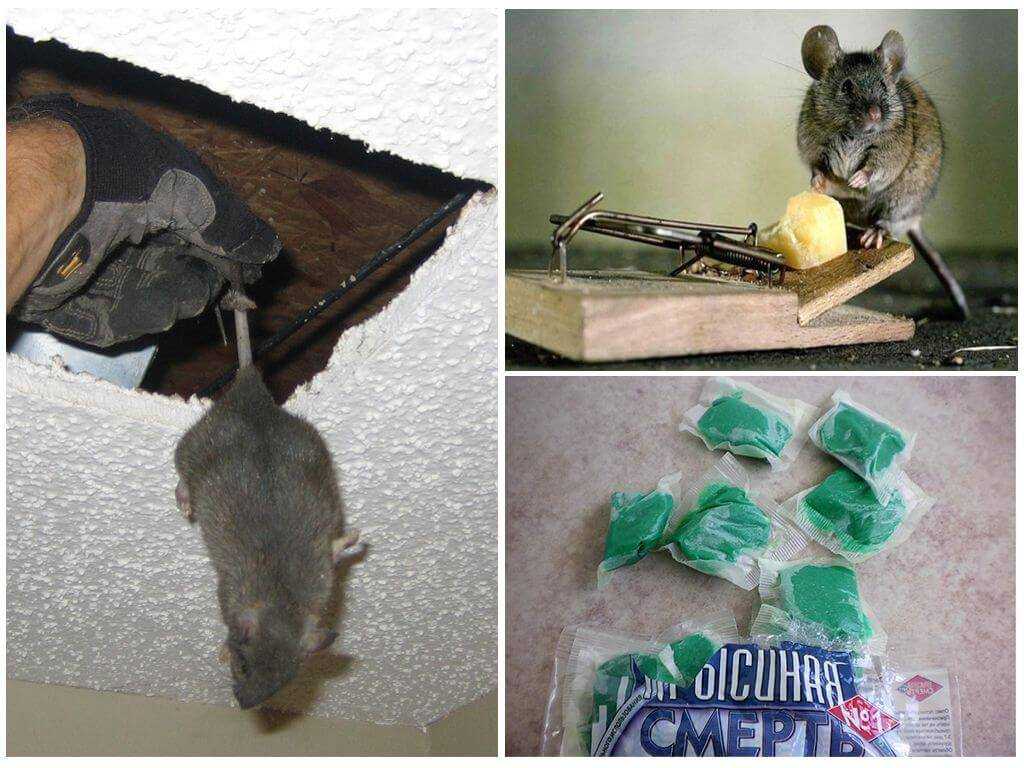 Как избавиться от мышей в квартире: лучшие методы