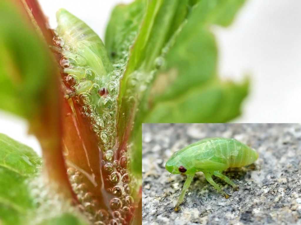 Лечим комнатные растения: как бороться с паутинным клещом?
