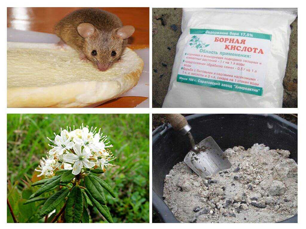 К народным средствам, помогающим избавиться от мышей относятся самодельные ловушки, самодельные отравы или раскладывание трав, отпугивающих мышей (полынь, мята).