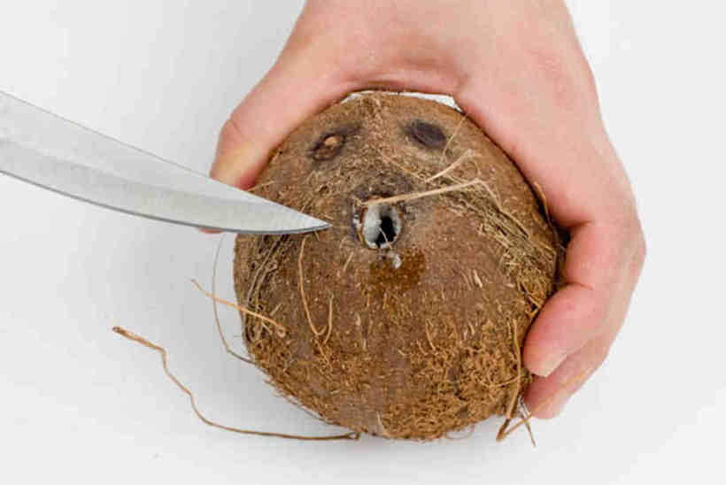 Как открыть кокос в домашних условиях - самые простые способы