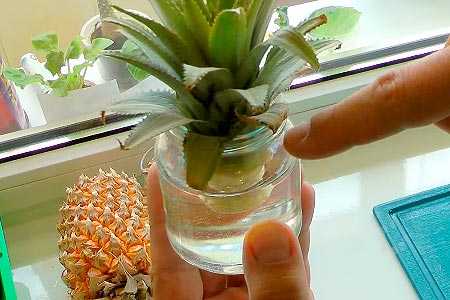 Как хранить ананас в домашних условиях, чтобы был свежий