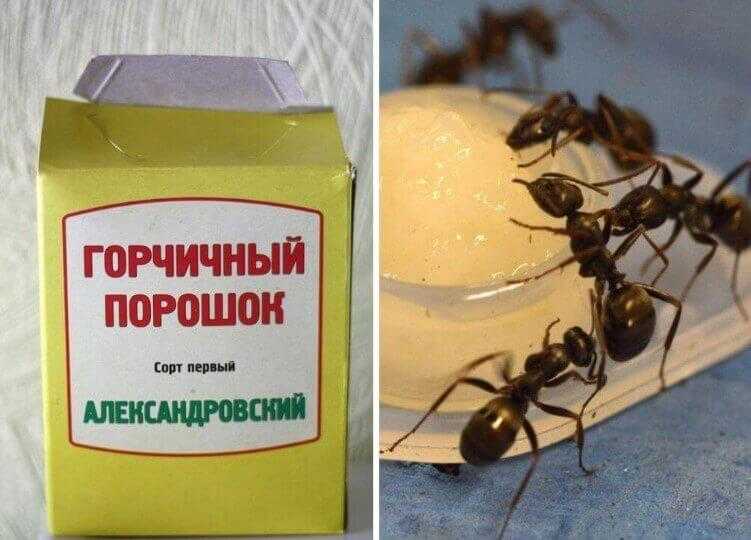 Борная кислота от муравьев в квартире и огороде рецепты