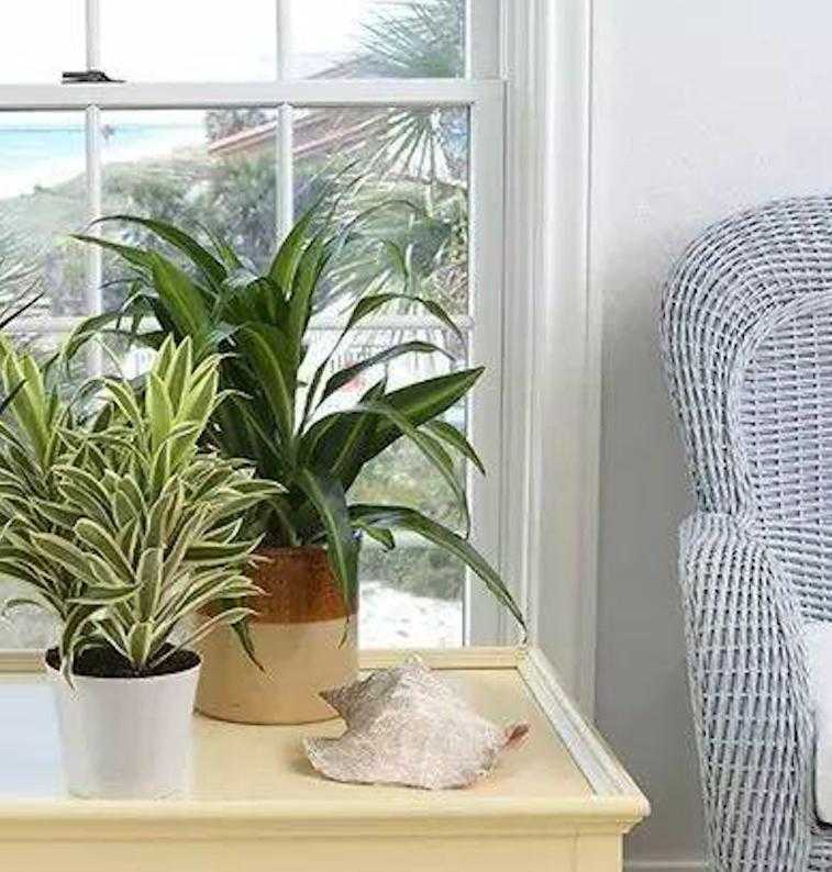 Топ 16 растений, которые очищают воздух в доме