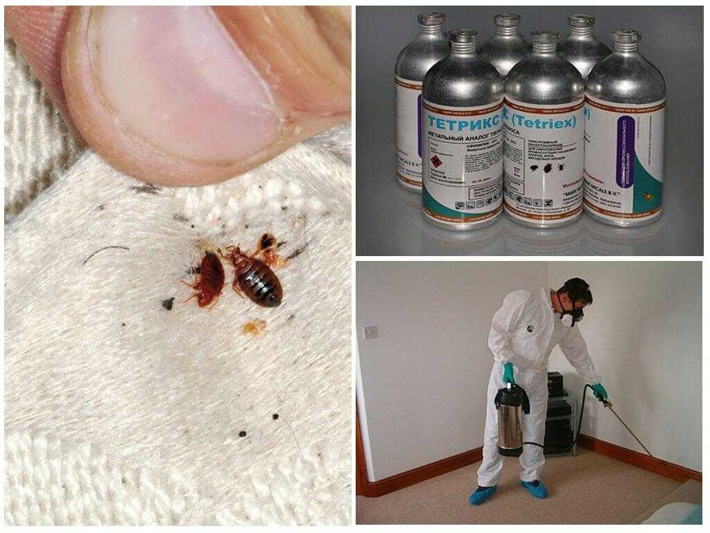 Постельный клоп, как избавиться самостоятельно