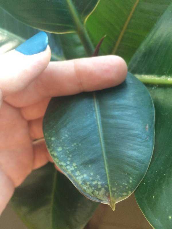 Болезни и вредители фикуса. почему у растения скручиваются листья?