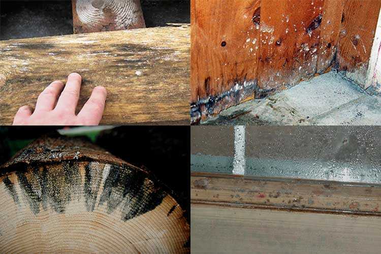 Как убрать плесень с деревянных поверхностей: способы борьбы с грибком на дереве, простые советы
