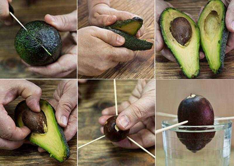 Как хранить авокадо в домашних условиях: сколько хранится в холодильнике разрезанный на половинки и очищенный