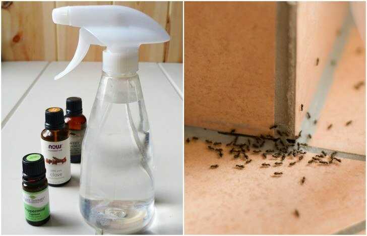 Борная кислота против муравьев в квартире и огороде