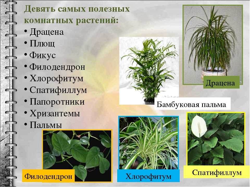 15 растений специально для лентяев