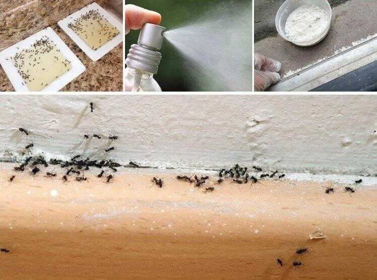 Очень маленькие домашние муравьи. рыжие муравьи в квартире. откуда берутся на кухне и в ванной муравьи