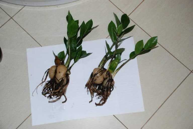Размножение замиокулькаса (30 фото): как размножить «долларовое дерево» листом и черенками в домашних условиях? как его рассадить? как правильно вырастить?