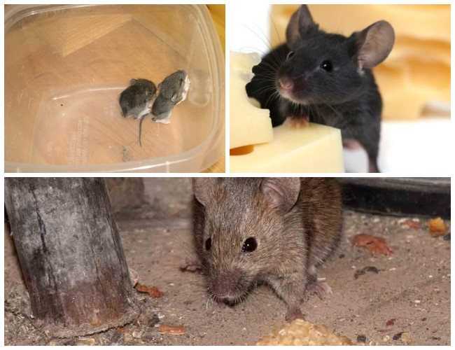 Как избавиться от мышей в частном доме навсегда народными средствами: 16 способов