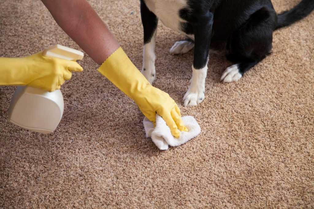 Как убрать запах кошачьей мочи с ковра в домашних условиях: чем можно вывести пятно, если кошка написала, как почистить изделие и не повредить его?