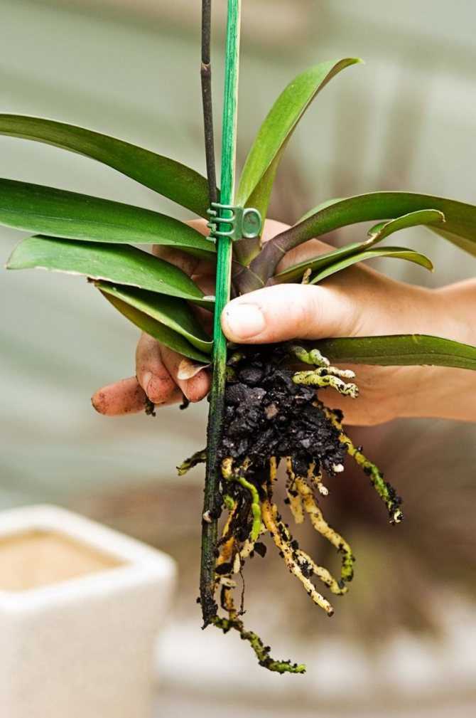 Можно ли обрезать орхидею и нужно ли удалять её корни, листья и цветонос?