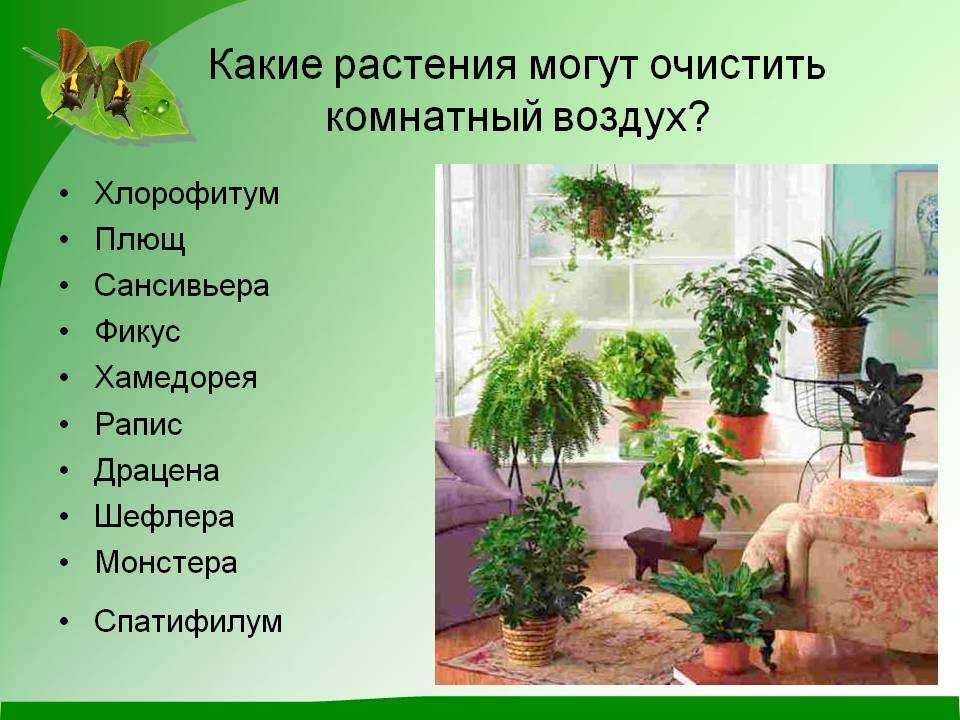 Как очистить воздух в квартире: растения, очищающие воздух