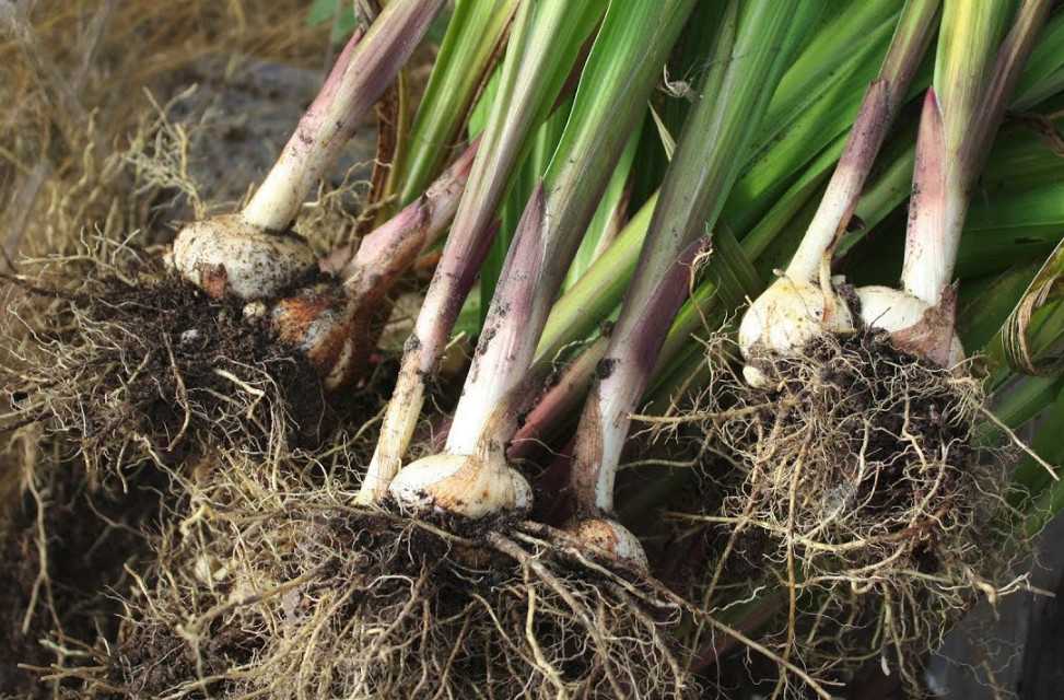 Когда выкапывать луковицы гладиолусов осенью и как правильно хранить?