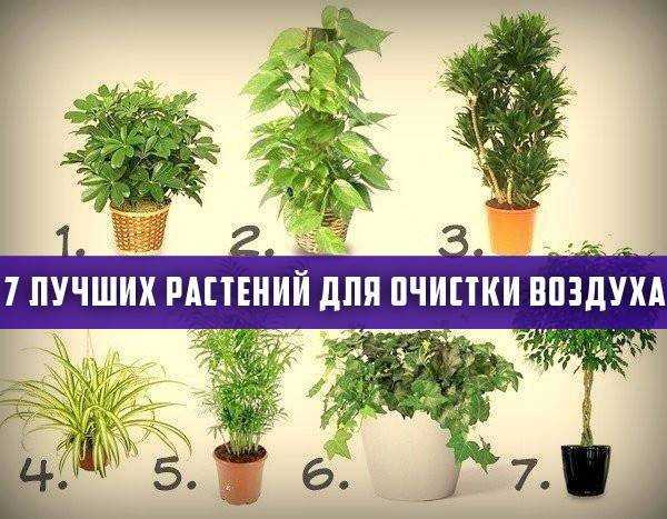 Комнатные растения, которые очищают домашний воздух на supersadovnik.ru
