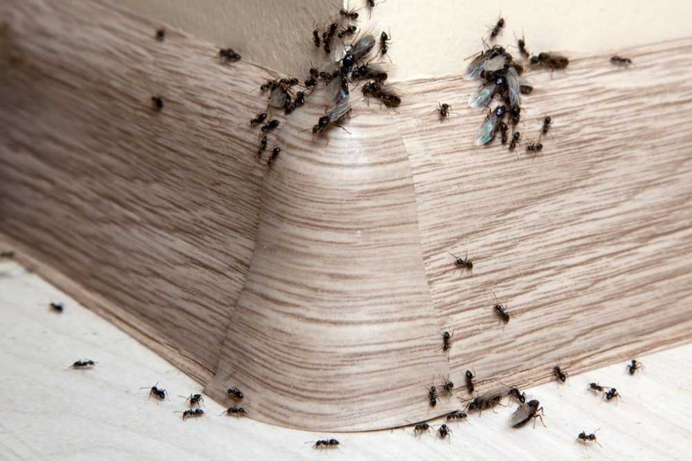 14 способов, как избавиться от муравьев в квартире