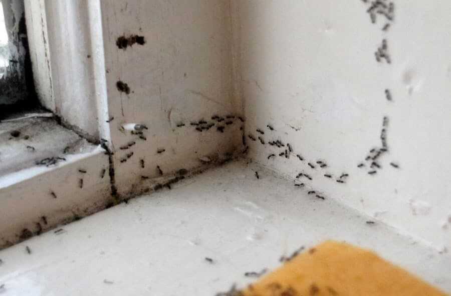 Как избавиться от домашних муравьев: промышленные и народные методы