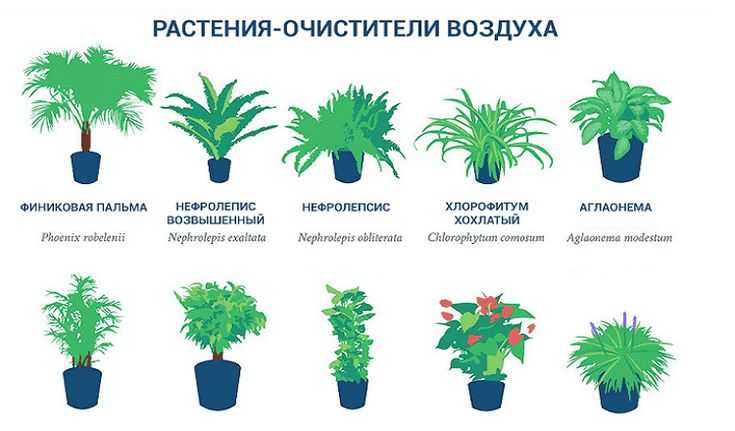 Комнатные растения, очищающие воздух: как они чистят и какие лучше для квартиры, а также сколько нужно цветков для очистки