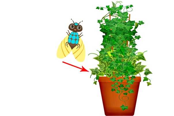 Как избавить комнатные растения от надоедливых мошек раз и навсегда