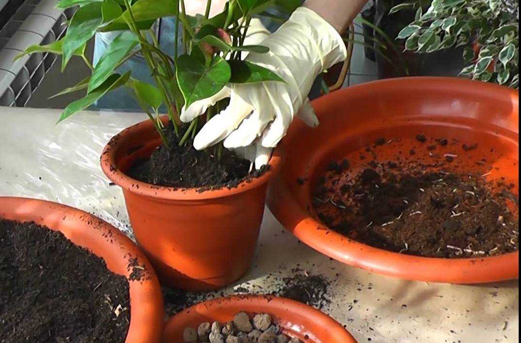 Как вырастить герберы в открытом грунте: особенности посадки и ухода