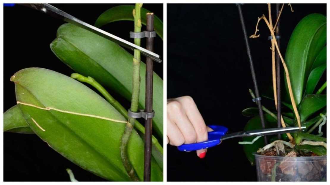 Правильная обрезка цветоноса орхидеи в домашних условиях