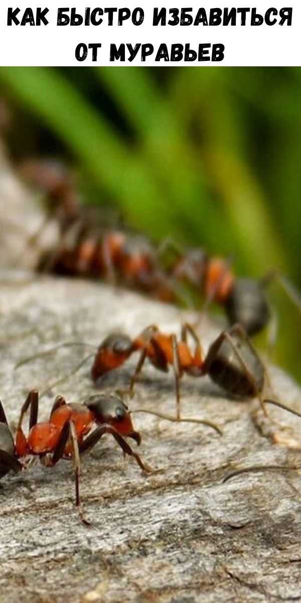 Как избавиться от муравьев на кухне – популярные методы борьбы