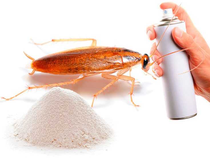 Чтобы избавиться от тараканов, можно использовать как народные средства, так и покупные. Вывести тараканов можно борной кислотой, нашатырным спиртом.