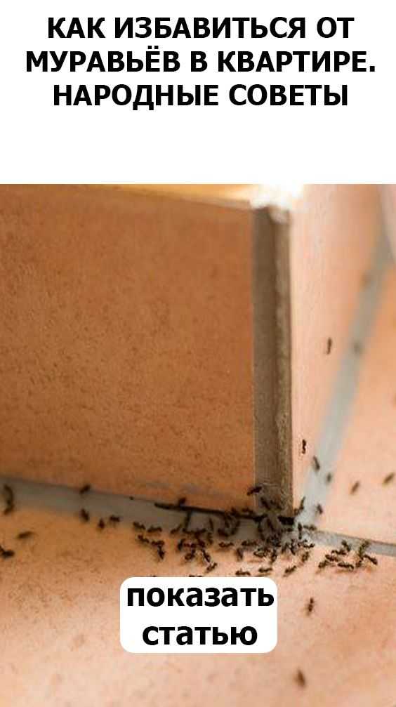 Если в доме появились муравьи как избавиться народными средствами