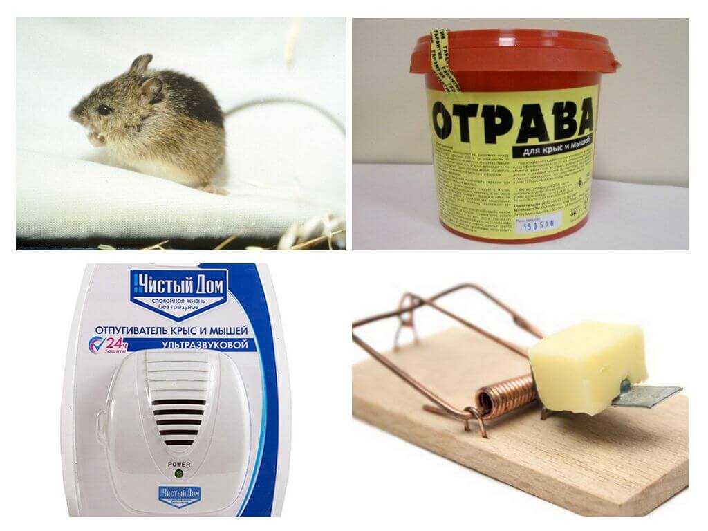 Как избавиться от мышей и крыс в квартире? как вывести навсегда народными без мышеловки? как быстро поймать мышь в домашних условиях?