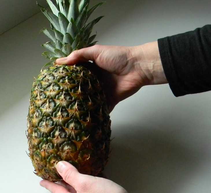 Узнаем как хранить ананас в домашних условиях, чтобы дозрел?