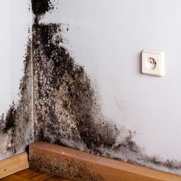 Что делать, если сыреют углы и стены в квартире или частном доме: способы устранения сырости