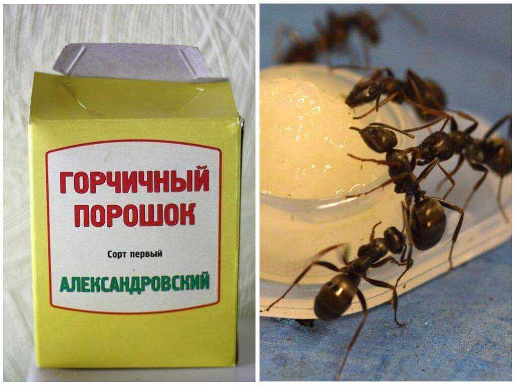 Как избавиться от муравьев в доме навсегда