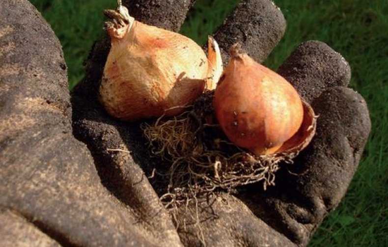 Как хранить луковицы тюльпанов в квартире до посадки: советы, видео