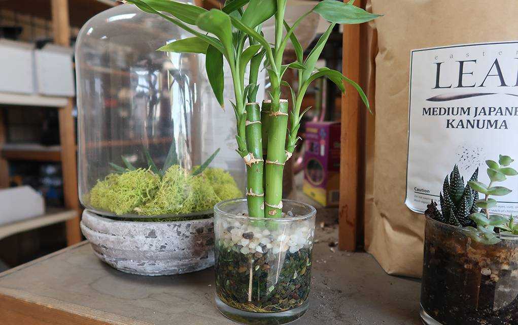 Комнатное растение бамбук: уход в домашних условиях