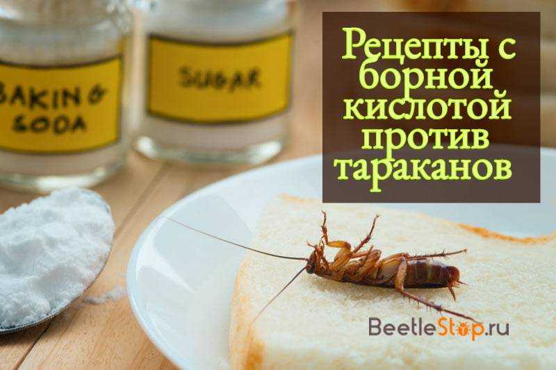 Народное средство от тараканов самое эффективное в домашних условиях борная кислота