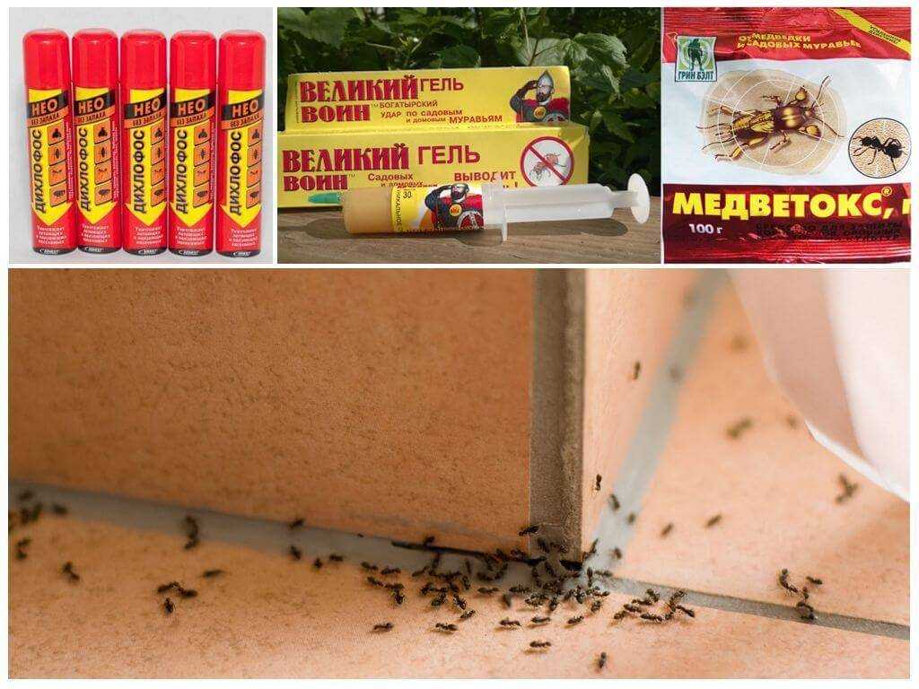 Как избавиться от муравьев в доме народными средствами?