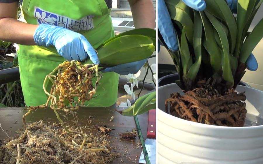 Как правильно обрезать орхидею, что делать с переросшим цветком, с корнями и с сухими ветками и как омолодить растение в домашних условиях?