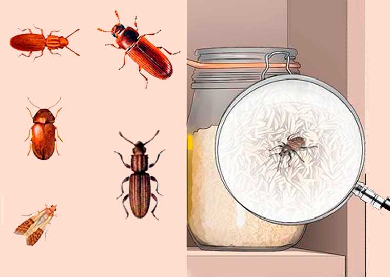Жучки в крупе: как избавиться от мучнистых насекомых на кухне, как бороться с рыжим мукоедом